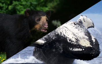 Ours noir et baleine de la région
