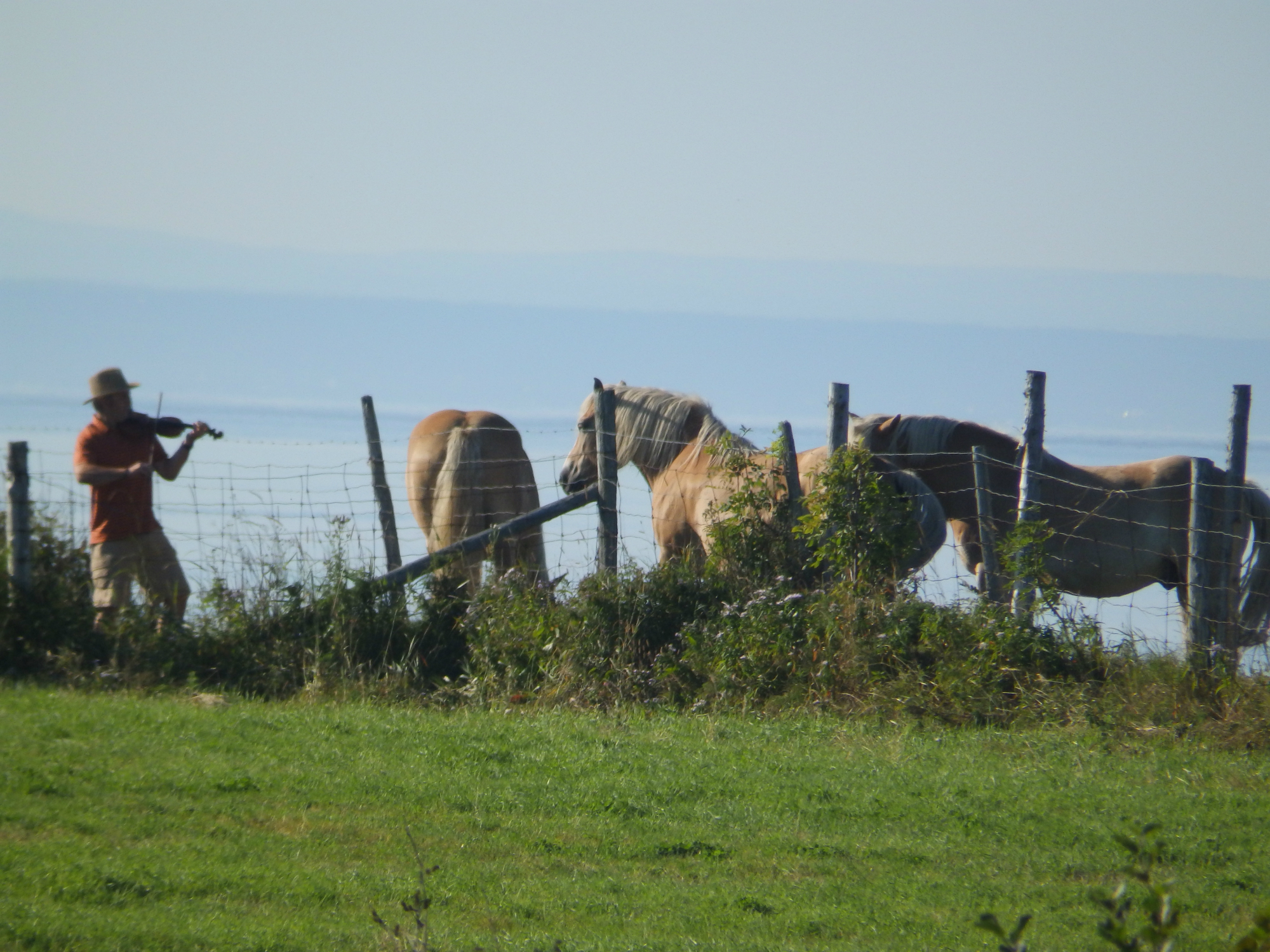 Un vionoliste dans un pré de chevaux