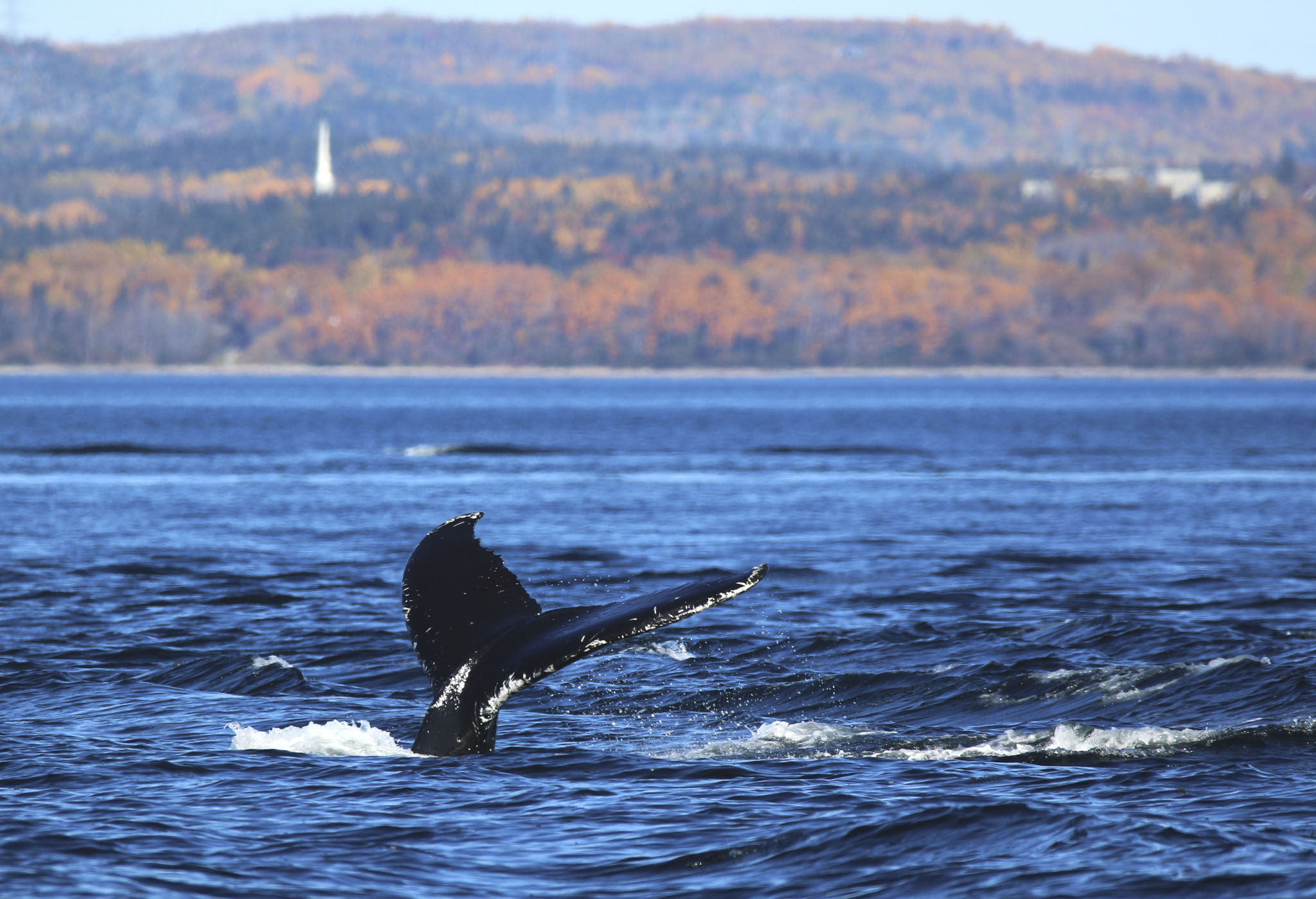 Hero queue de baleine